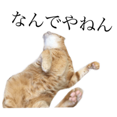 USEFUL KOBE CATS