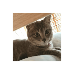 Striped cat Sakurako