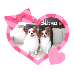 Papillon dogs Clara & Reina