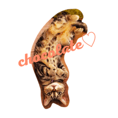 ChocolateChocolate