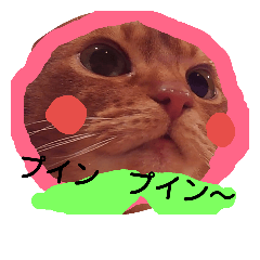 Female cat,Abyssinian, Her name is HANA!