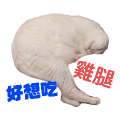 睡著的貓咪