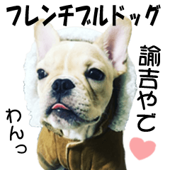 Yukichi of the french bulldog