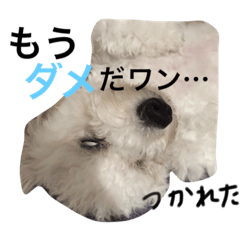 POPO Bichon Frize