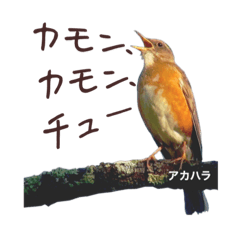 Translating Bird Song into Japanese