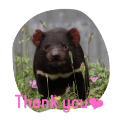 I Tasmania Line スタンプ Line Store