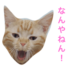 lovely cat marron2