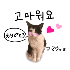 ハングルをしゃべる猫 Line スタンプ Line Store