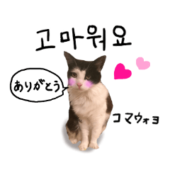 Speaking Korean CAT