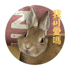 兔子乖乖