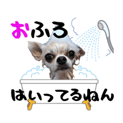Daily Sticker of Chihuahua