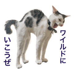 SASUKE, the Samurai Cat 3