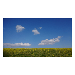 panda_20210418233654