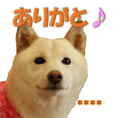 Shiba dog's KURUMI daily conversation #3