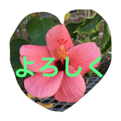 Hibiscus Life 2