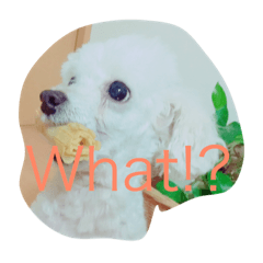 dod
