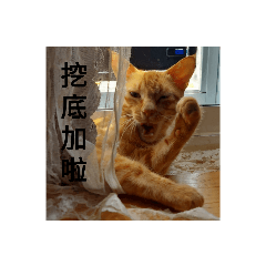 大家ㄉ貓貓狗狗