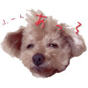 toy poodle choco!