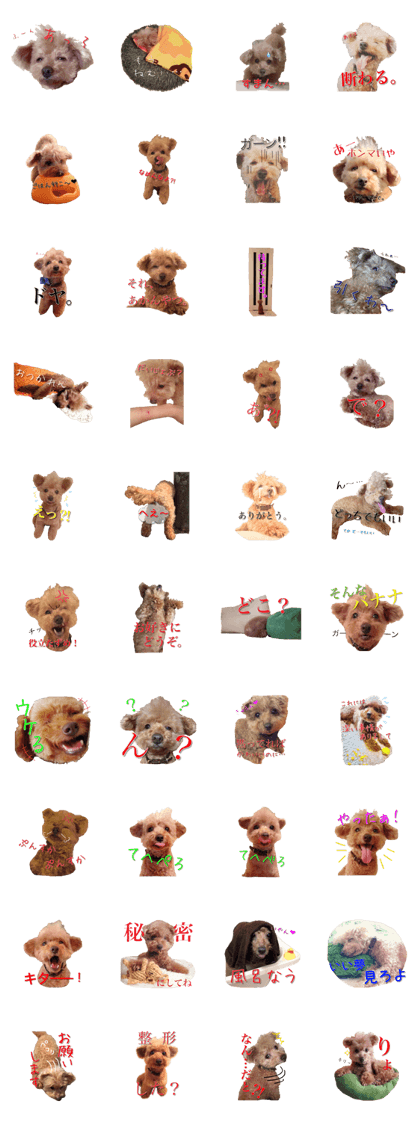 toy poodle choco!