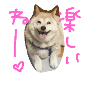 Shiba-inu Rin