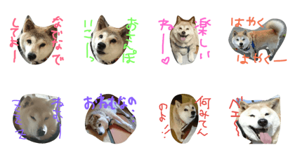 Shiba-inu Rin