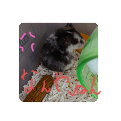 hamster_20210419032209