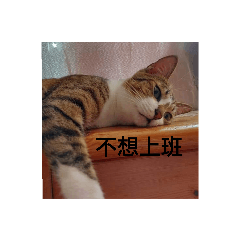 藍藍與他的小伙伴