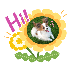 Papillon dogs Clara & Reina6