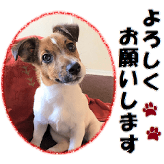 Jack Russell Terrier photo sticker