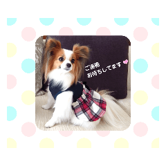 Papillon dogs Clara & Reina4