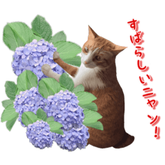 HIKARI_20210418231322