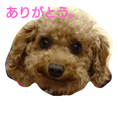 Toy poodle Azuki