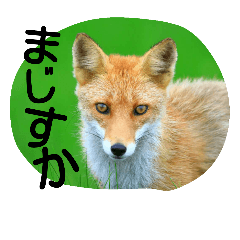 北海道の野生動物