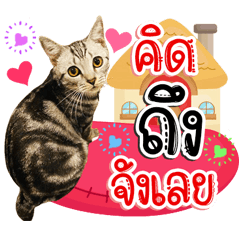 Thangtangmycat