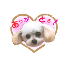 kawaii lovely puppy  coco