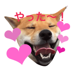 Shibacamel