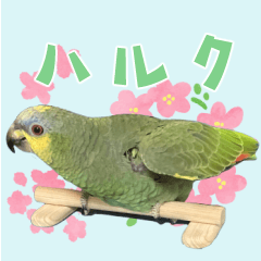 Parrot haruku