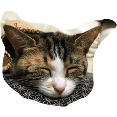 Kuu nyan!!