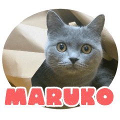 cat Maruko British shorthair
