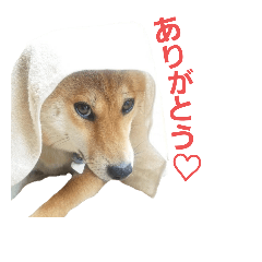 sibainu hana