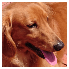 我が家の王子様　わん　にゃん