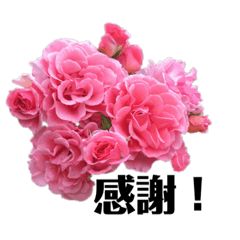 Aunt yasu's rose language R3-2