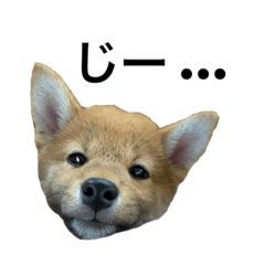 jinjin_20210419234016