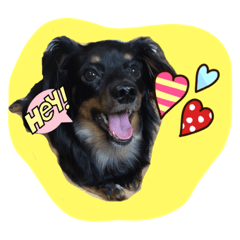 tonsuke.dog