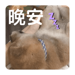 Alpha專屬