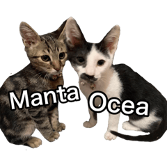 Orca&Manta成長日記-