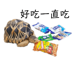 媙媙與她的小烏龜