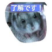 animalmalmal animalmalmal