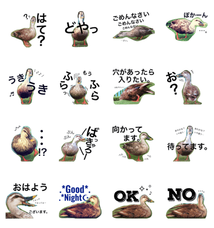 with a duck with a duck