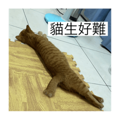 我叫阿橘